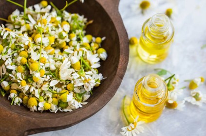 Roman Chamomile essential oil, Therapeutic grade