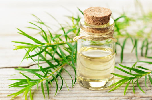 Tea Tree essential oil, Therapeutic grade