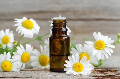 Roman Chamomile essential oil, Therapeutic grade